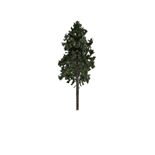 Screenshot of Tree, Pinus (Pine), 30m