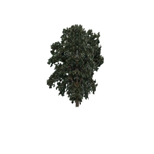 Screenshot of Tree, Populus, Fremontii (Cottonwood), 25m