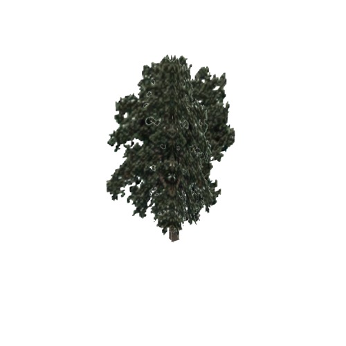 Screenshot of Tree, Populus, Fremontii (Cottonwood), 32m