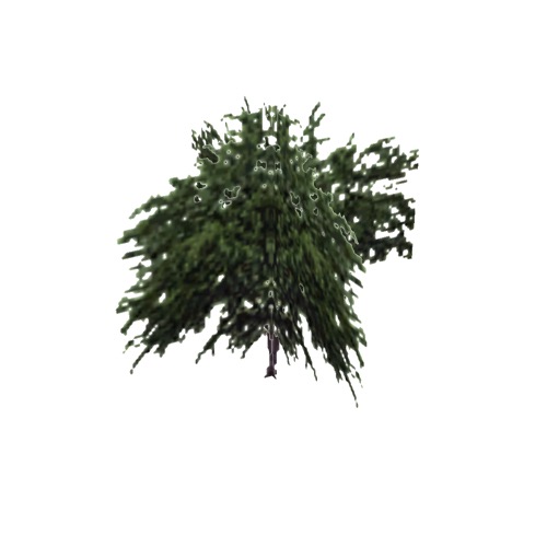Screenshot of Tree, Prosopis (Mesquite), 9m
