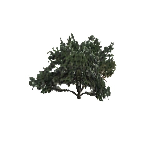 Screenshot of Tree, Prosopis (Mesquite), 5.5m