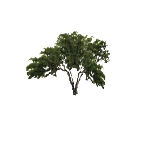Screenshot of Tree, Prosopis (Mesquite), 4.5m