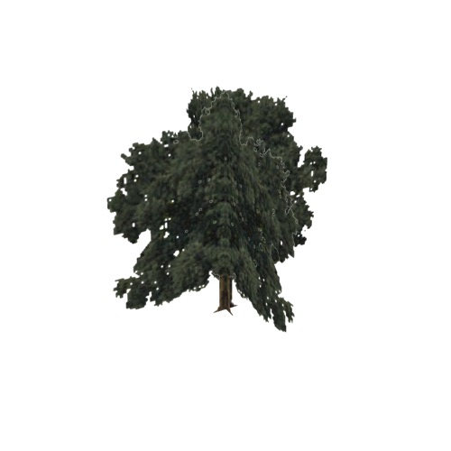 Screenshot of Tree, Quercus, Rubra (Red Oak), 22m