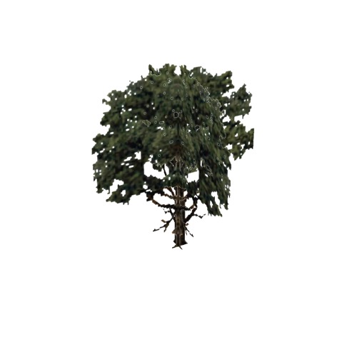Screenshot of Tree, Quercus, Alba (White Oak), 23m
