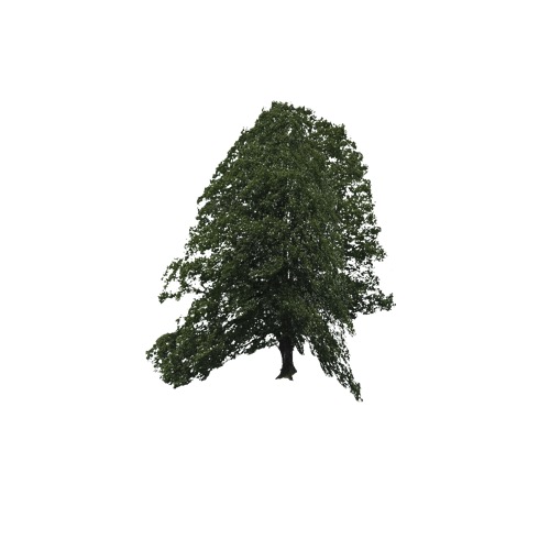 Screenshot of Tree, Quercus (Oak), 10m