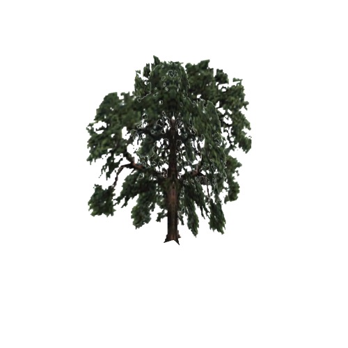 Screenshot of Tree, Quercus, Douglasii (Blue Oak), 14m