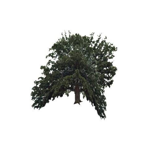 Screenshot of Tree, Quercus, Macrocarpa (Bur Oak), 18m
