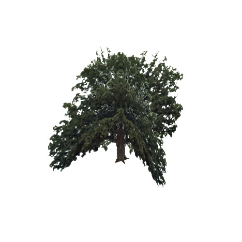 Screenshot of Tree, Quercus, Macrocarpa (Bur Oak), 19m