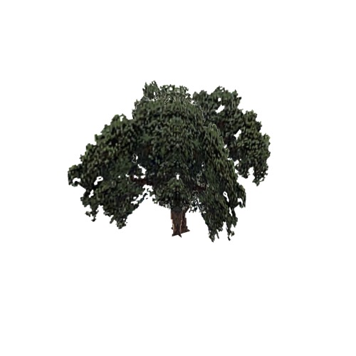 Screenshot of Tree, Quercus (Evergreen Oak), 12m