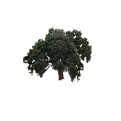 Screenshot of Tree, Quercus (Evergreen Oak), 14m