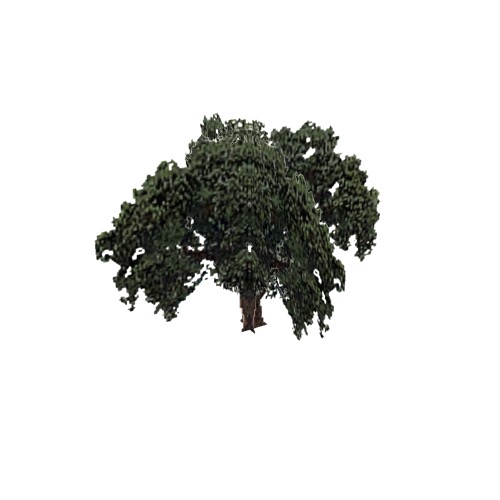 Screenshot of Tree, Quercus (Evergreen Oak), 16m
