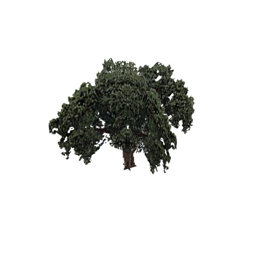 Screenshot of Tree, Quercus (Evergreen Oak), 17m