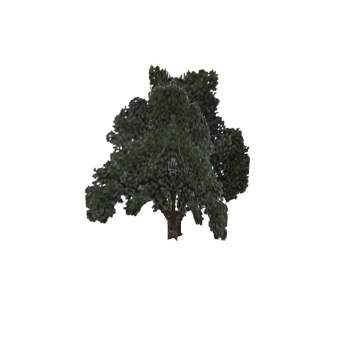 Screenshot of Tree, Quercus, Velutina (Black Oak), 16m