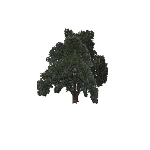 Screenshot of Tree, Quercus, Velutina (Black Oak), 17m