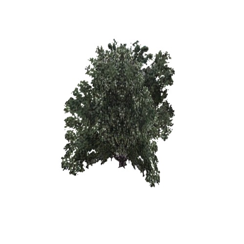 Screenshot of Tree, Salix (Willow), 23m