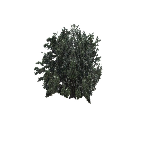 Screenshot of Tree, Salix (Willow), 14m