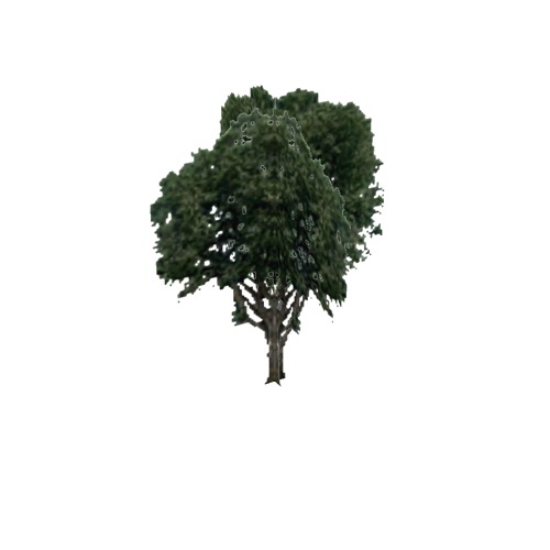 Screenshot of Tree, Ulmus, Americana (American Elm), 24m