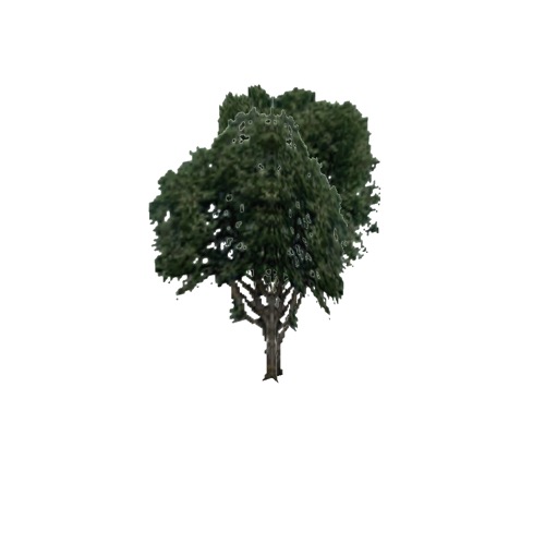 Screenshot of Tree, Ulmus, Americana (American Elm), 28m