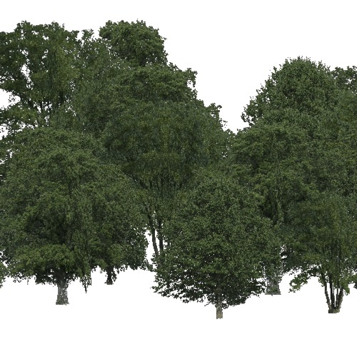 Screenshot of Broadleaf dense, cold and temperate, 18-28m high