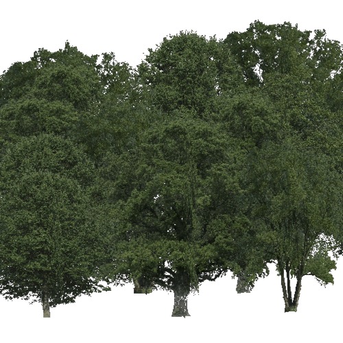 Screenshot of Broadleaf dense, warm, semi-dry