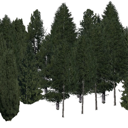 Screenshot of Conifer dense, warm, wet