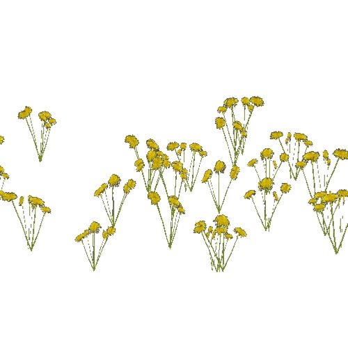 Screenshot of Asteraceae, Taraxacum (dandelion), 0.6-0.9m