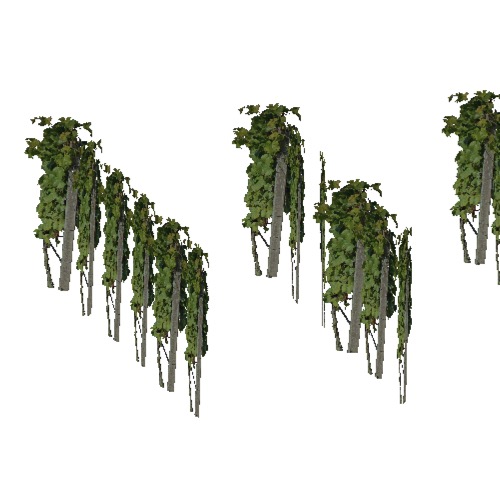 Screenshot of Vitis (Grape vines), 2.5m