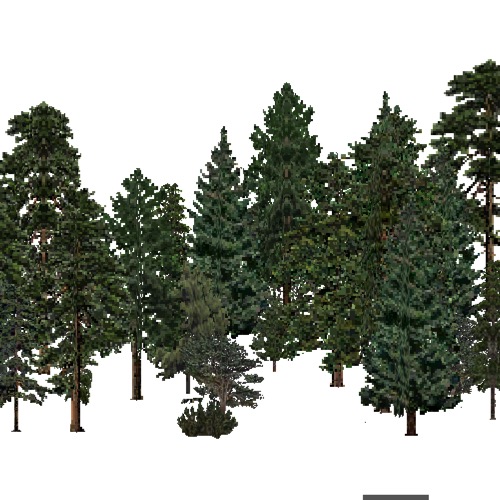 Screenshot of USA Forest, Arizona New Mexico, Evergreen Dense