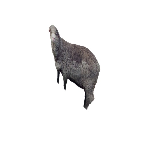 Screenshot of Sheep 1