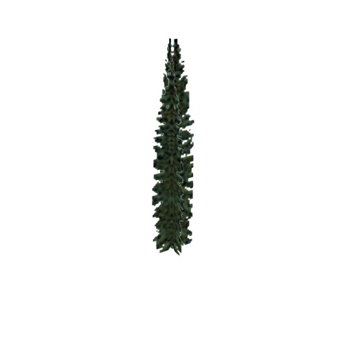 Screenshot of Tree, Abies (Fir), 4.5m