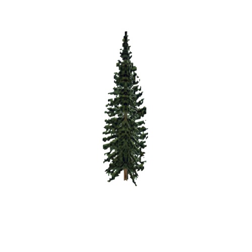 Screenshot of Tree, Abies (Fir), 10m