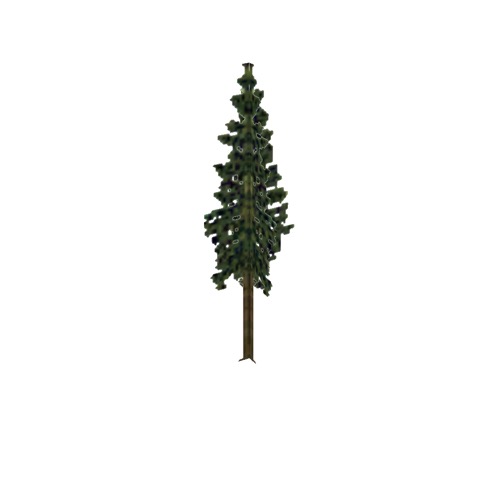 Screenshot of Tree, Abies (Fir), 10m