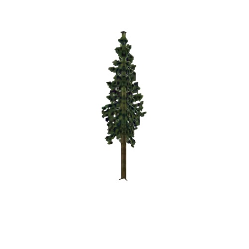 Screenshot of Tree, Abies (Fir), 11m