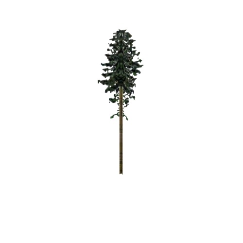 Screenshot of Tree, Abies (Fir), 29m