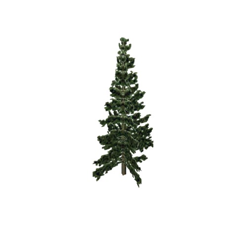 Screenshot of Tree, Abies (Fir), 20m