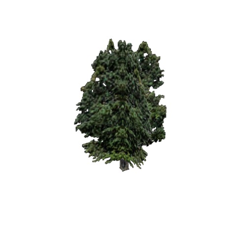 Screenshot of Tree, Acer (Maple), 20m