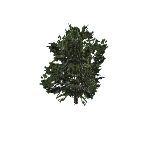 Screenshot of Tree, Acer (Maple), 25m