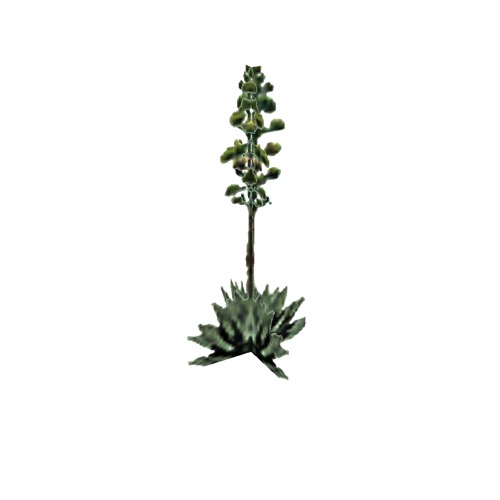 Screenshot of Succulent, Agave, flowering, 6.5m