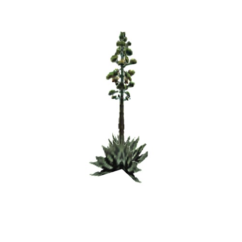 Screenshot of Succulent, Agave, flowering, 7.5m