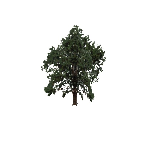Screenshot of Tree, Arbutus (Madrone), 17m