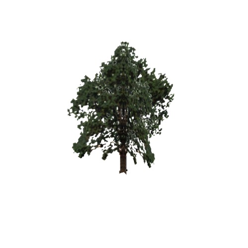 Screenshot of Tree, Arbutus (Madrone), 19m