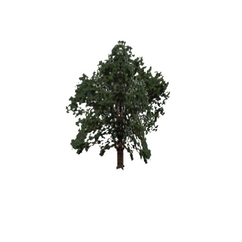 Screenshot of Tree, Arbutus (Madrone), 25m