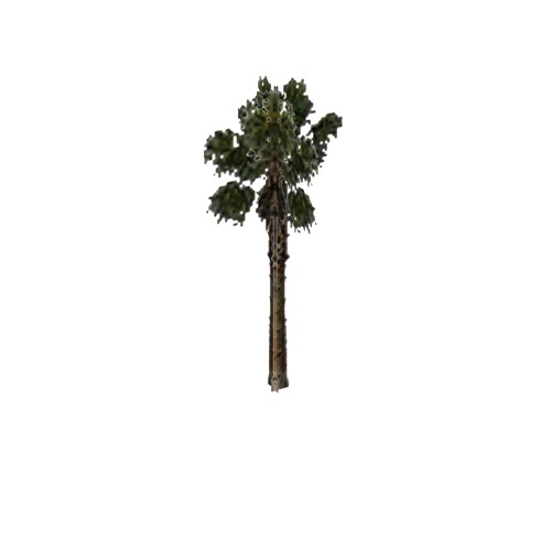Screenshot of Tree, Arecaceae (Palm), 10m
