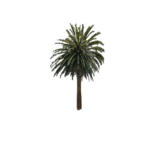 Screenshot of Tree, Arecaceae (Palm), 14m