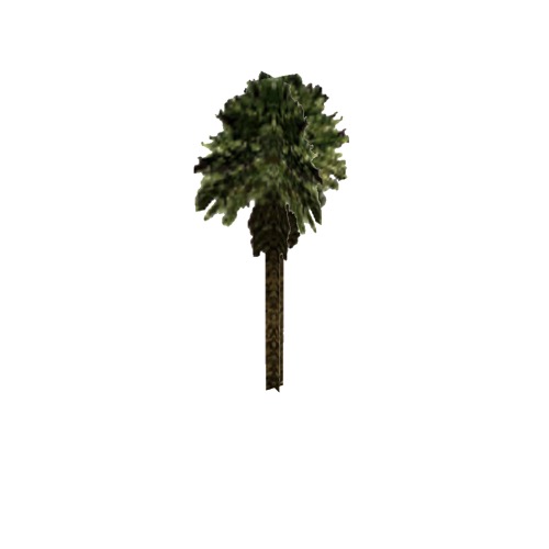 Screenshot of Tree, Arecaceae (Palm), 9m