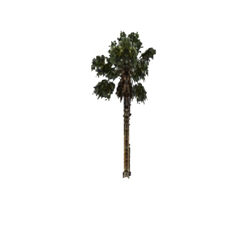 Screenshot of Tree, Arecaceae, Washingtonia Filifera (California Palm), 16m