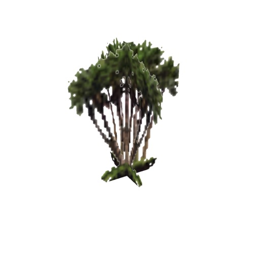 Screenshot of Tree, Arecaceae, Acoelorrhaphe Wrightii (Paurotis Palm), 5.5m