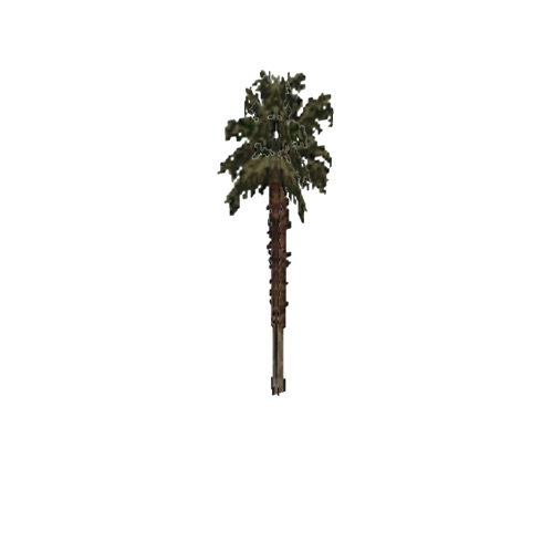 Screenshot of Tree, Arecaceae (Palm), 10m