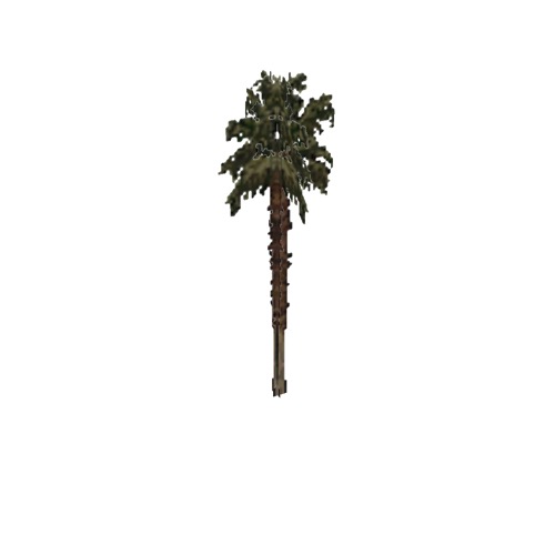 Screenshot of Tree, Arecaceae (Palm), 14m