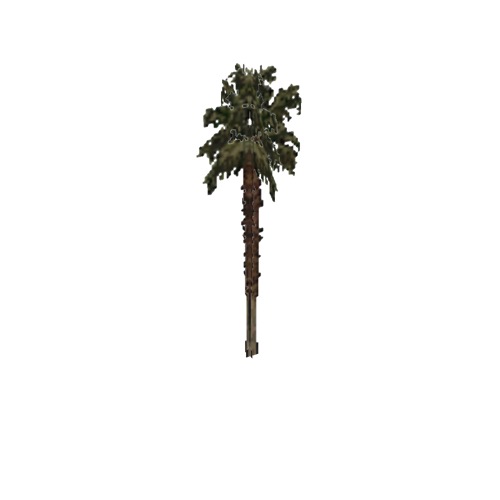 Screenshot of Tree, Arecaceae (Palm), 15m